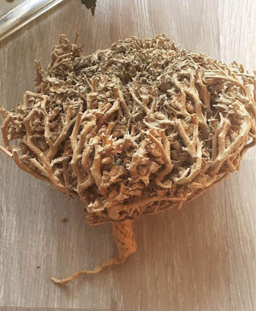 Rose de Jericho - Anastatica hierochuntica - fertilité, grossesse, stimulation- Purification