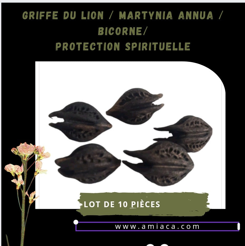 LA GRIFFE DE LION BICORNE / MARTYNIA ANNUAIRE LOT 10